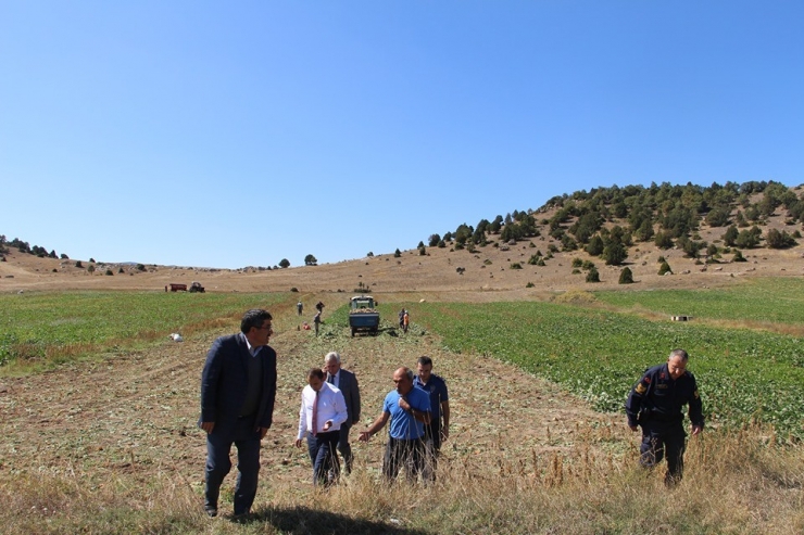 Dumlupınar’da Şeker Pancarı Bereketi