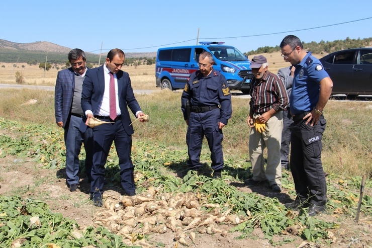 Dumlupınar’da Şeker Pancarı Bereketi
