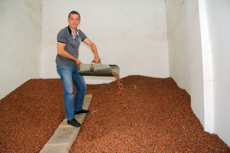 Fındık Fiyatı İstikrarı Yakaladı