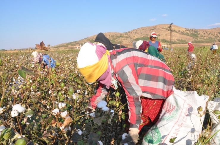 Pamukta Masraf Arttı Rekolte Düştü