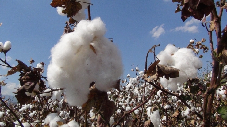 Pamukta Masraf Arttı Rekolte Düştü