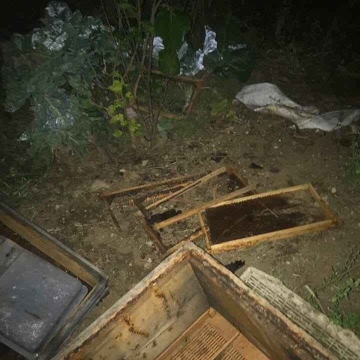 Kastamonu’da İlçeye Kadar İnen Ayı, 10 Arı Kovanını Parçaladı