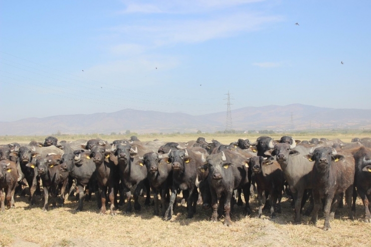 Manisa’da Afrika’yı Andıran Görüntüler