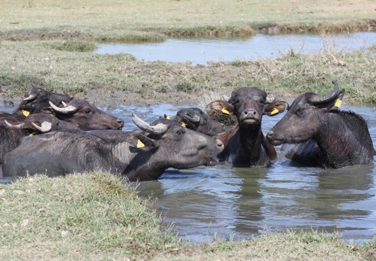 Manisa’da Afrika’yı Andıran Görüntüler