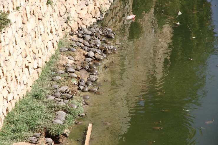 Zergan Deresine Atılan Çöpler, Hayvanların Hayatını Tehlikeye Atıyor