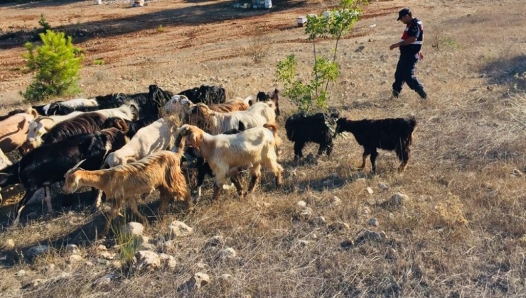 Kaybolan Hayvanlar Jandarma Ekiplerince Bulundu