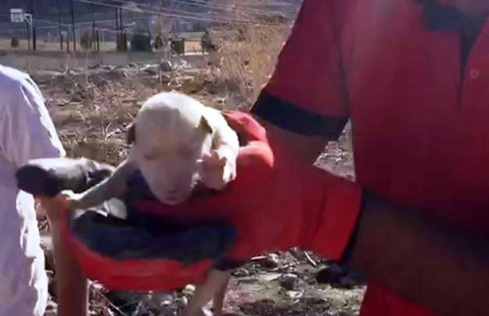 Kayalıklara Sıkışan Yavru Köpek Kurtarıldı