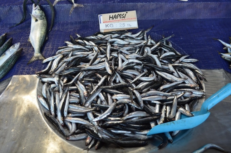 Tekirdağ’da Hamsinin Kilosu 25 Tl