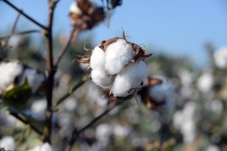 Doğan: "Pamuk Üreticisi Zor Durumda"