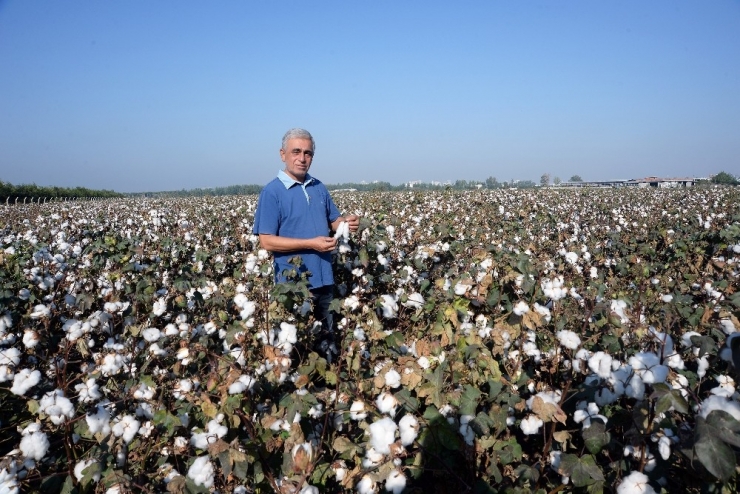 Doğan: "Pamuk Üreticisi Zor Durumda"