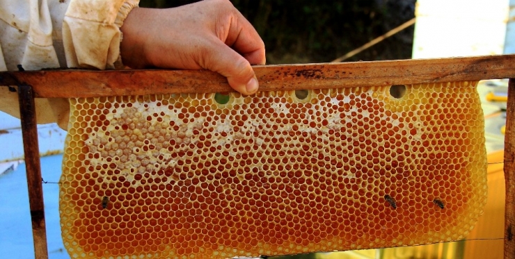 Türk Çam Balı Uluslararası Coğrafi İşaret Yolunda