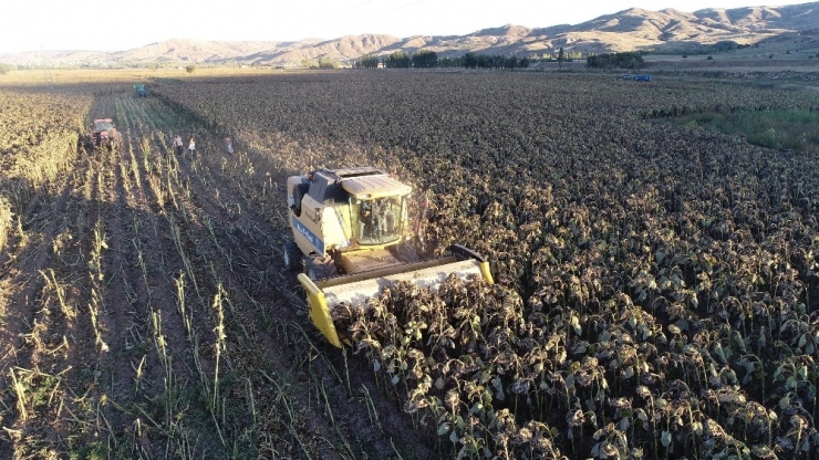 Tüketicinin Tercihi Siyah Çekirdek Oldu