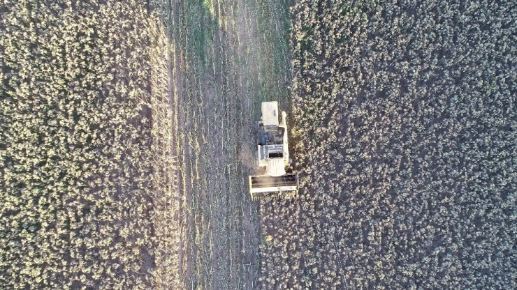 Tüketicinin Tercihi Siyah Çekirdek Oldu