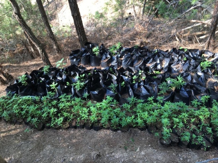 Adana’da Uyuşturucu Operasyonu: 1 Tutuklama