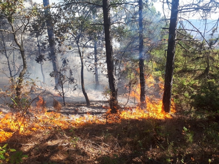 Bilecik’te Orman Yangını