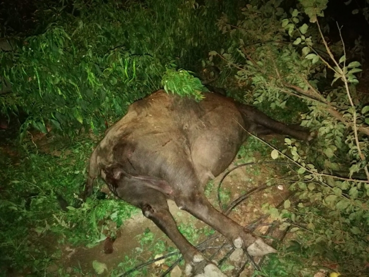 Kamyonun Çarptığı Mandalar Telef Oldu