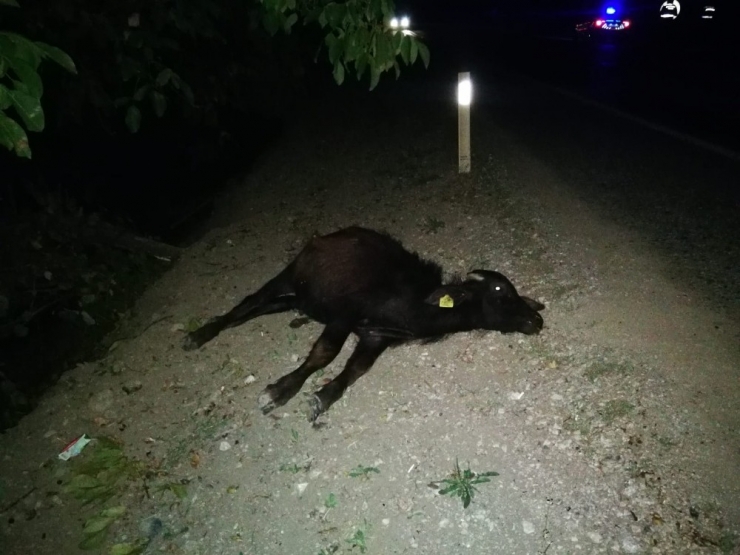 Kamyonun Çarptığı Mandalar Telef Oldu
