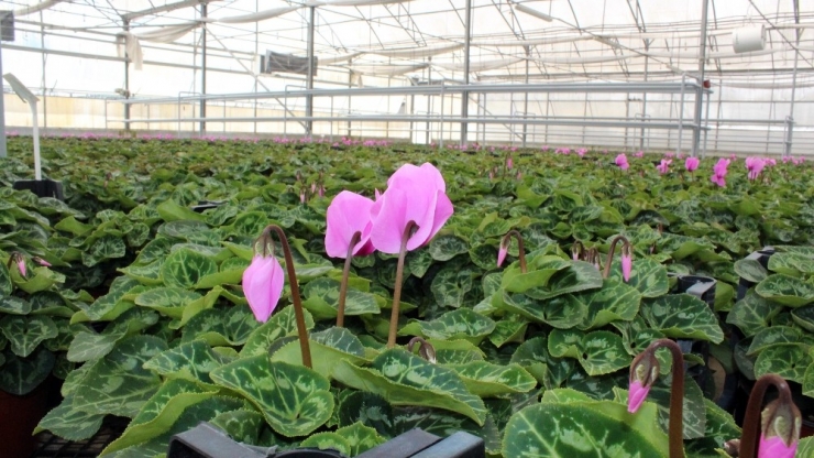 Çiçek Üreticisi Artan Maliyetten Kaygılı