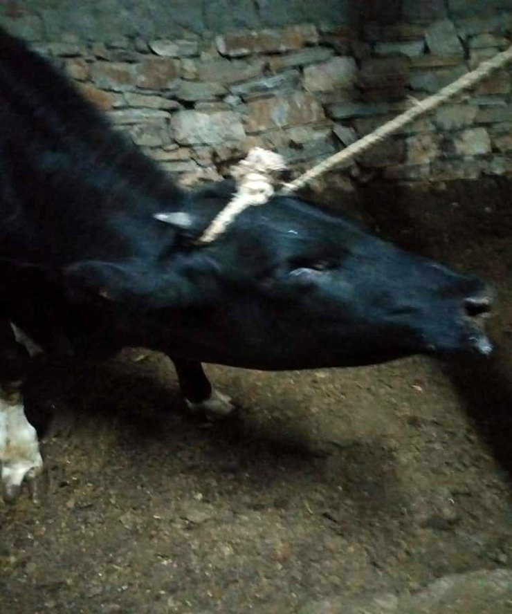 Bekilli’de ‘Kuduz’ Alarmı