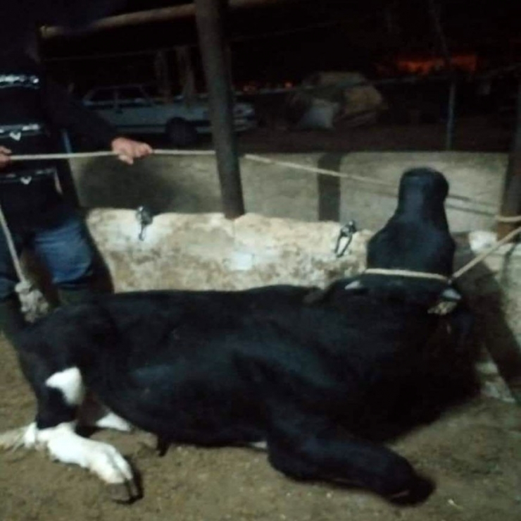 Bekilli’de ‘Kuduz’ Alarmı