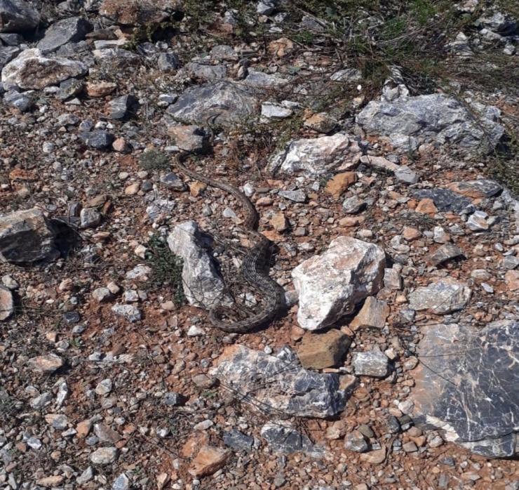 Çobanların Kaldığı Çadırda Yılan Paniği