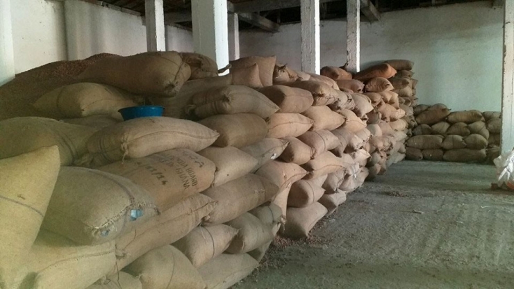 Fındık Fiyatı Yeniden Yükselmeye Başladı