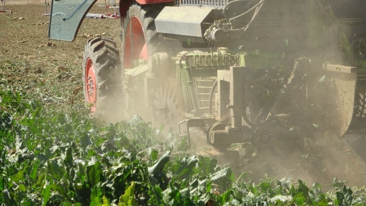 Şeker Pancarında Hasat Zamanı