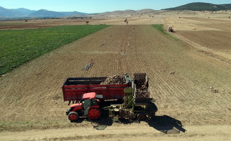 Şeker Pancarında Hasat Zamanı