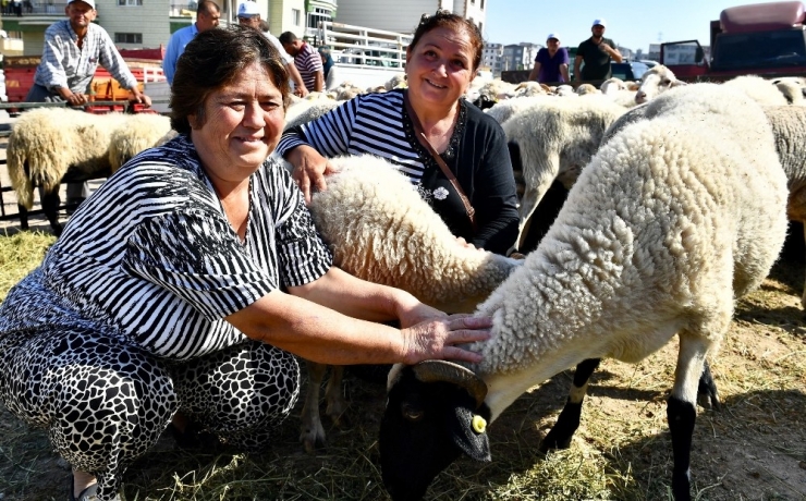 İzmir Büyükşehir, Aliağalı Üreticilere Küçükbaş Hayvan Hibe Etti