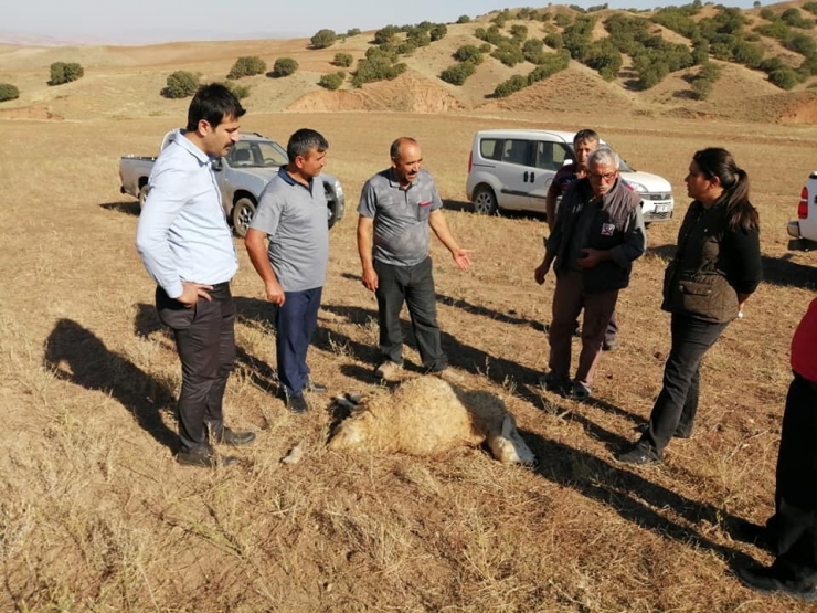 Kırıkkale’de Kurtlar Sürüye Saldırdı, 10 Koyun Telef Oldu