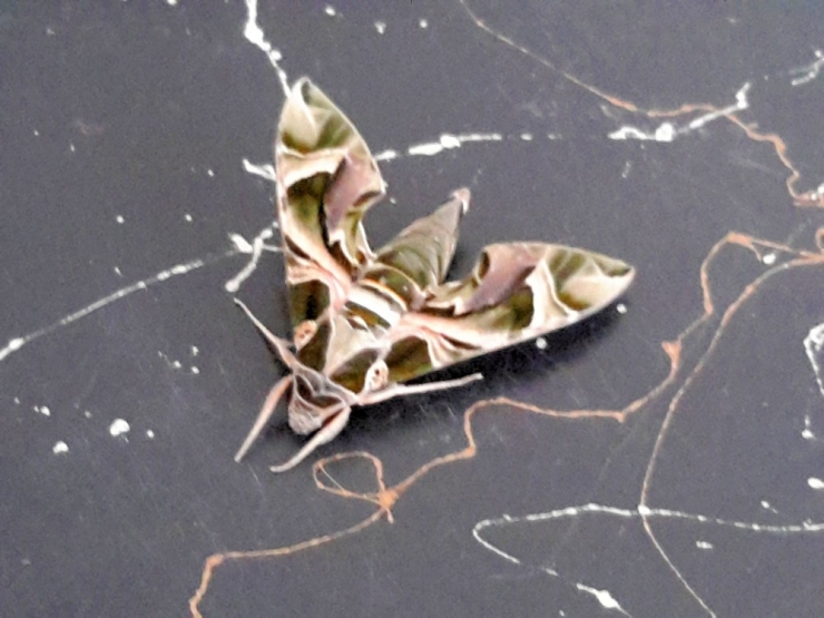 Konya’da Askeri Kamuflaj Desenli Kelebek Bulundu