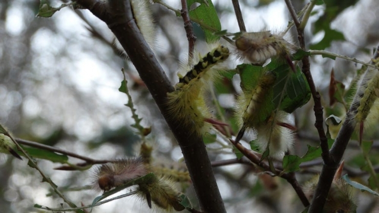 Kütahya’da Tırtılların Yayılışını Önleme Çalışmaları