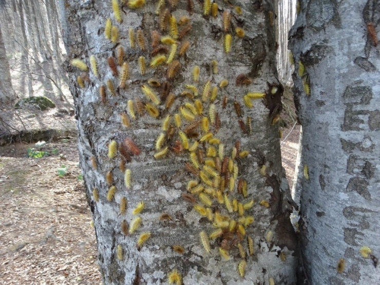 Kütahya’da Tırtılların Yayılışını Önleme Çalışmaları