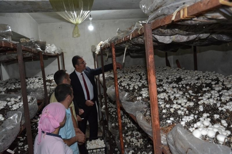 Ordu’da Mantar Üretimi Artıyor