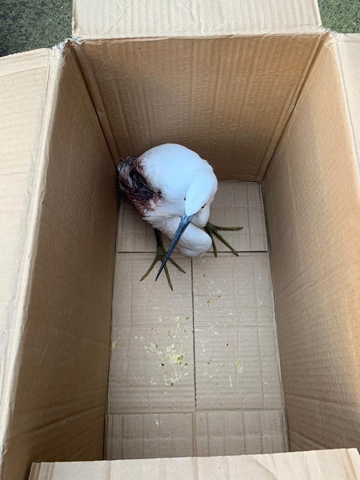 Küçük Akbalıkçıl Kuşu Saçmalara Hedef Oldu