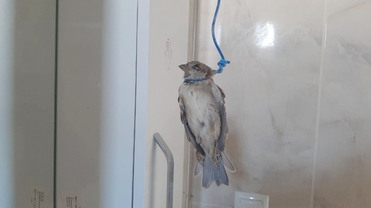Serçeyi Telle Boğazından Bağlayıp Astılar