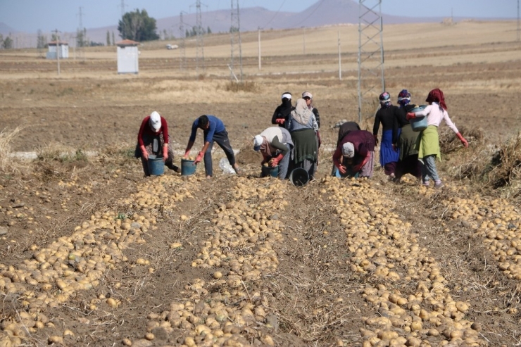 Niğde’de Patates Hasadı Başladı