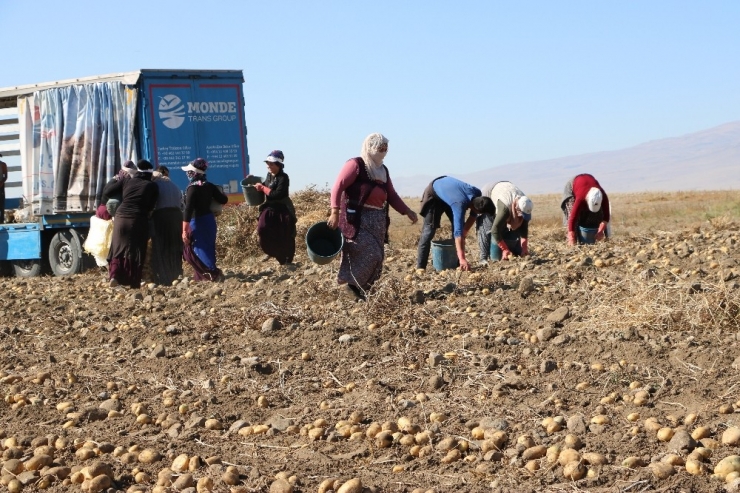 Niğde’de Patates Hasadı Başladı