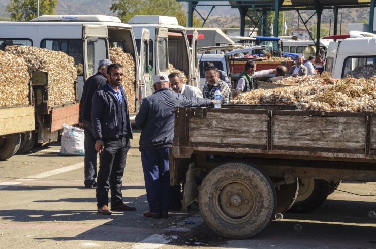 Taşköprülü Üreticiler Sarımsak Fiyatlarından Memnun