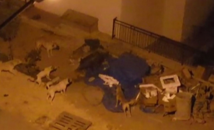 Domuz Ve Köpeklerin Yiyecek Kavgası