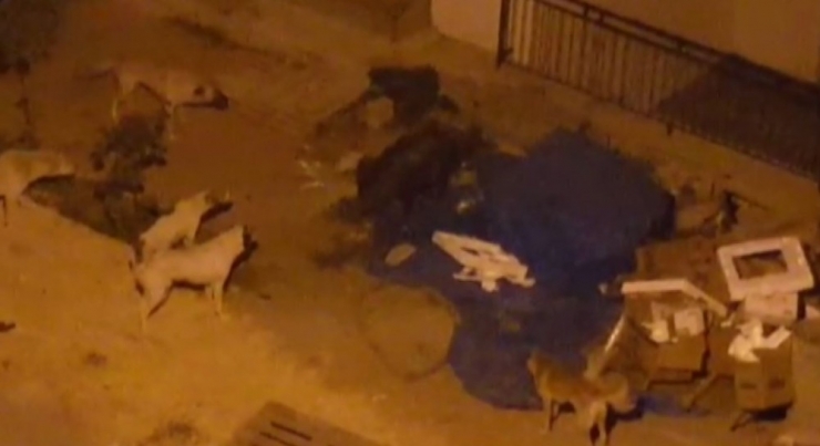 Domuz Ve Köpeklerin Yiyecek Kavgası