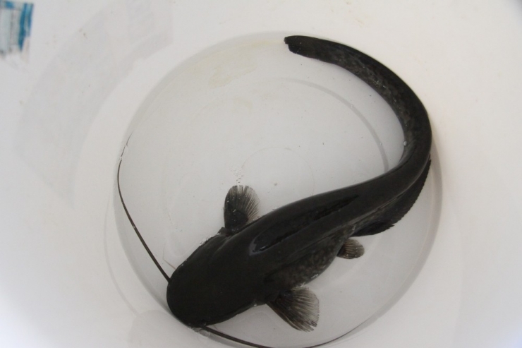 Aydın’da Yayın Balığı İle 10 Milyonluk Gelir Elde Edilecek