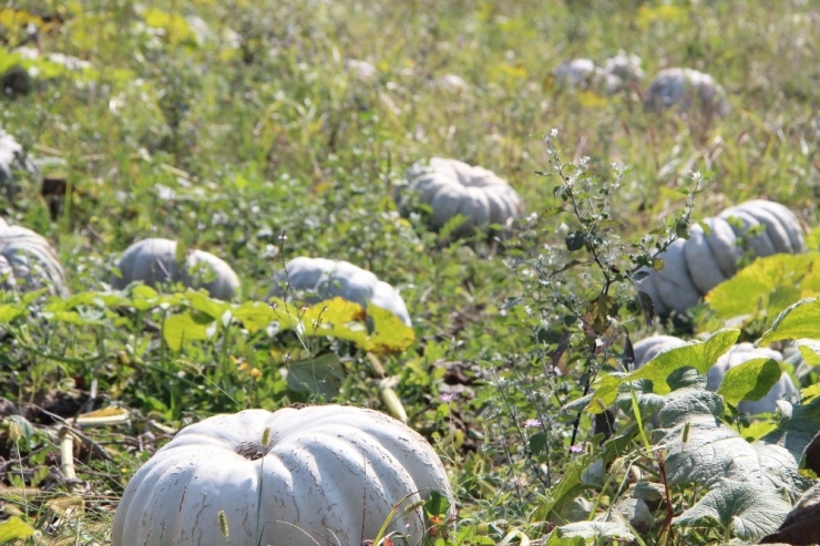 Türkiye’nin Kabak Ambarında Hasat Başladı