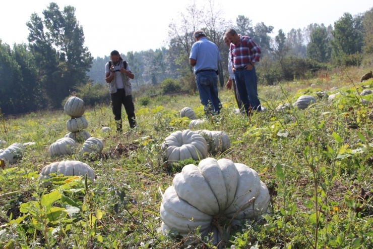 Türkiye’nin Kabak Ambarında Hasat Başladı