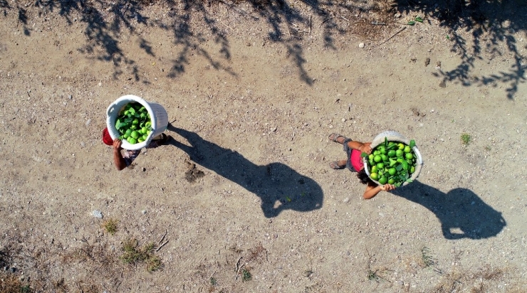 Adana’da Mandalina Hasadı Başladı