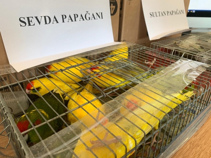 Kaçak Papağan Operasyonu: 45 Papağana El Konuldu