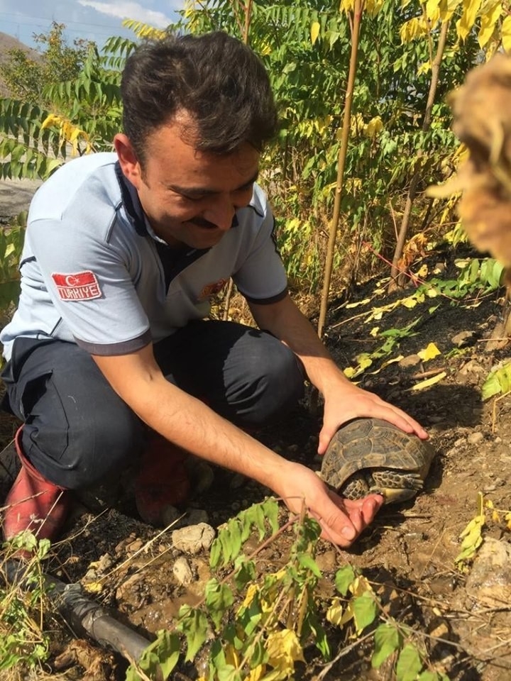 Yangından Kurtardığı Kaplumbağaya Eliyle Su İçirdi