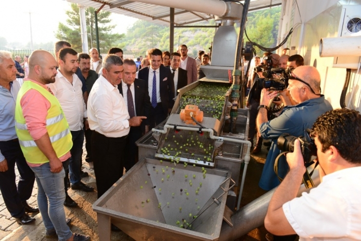 Zeytinyağı Fabrikasında Sezon Açılışı
