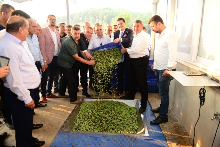 Zeytinyağı Fabrikasında Sezon Açılışı