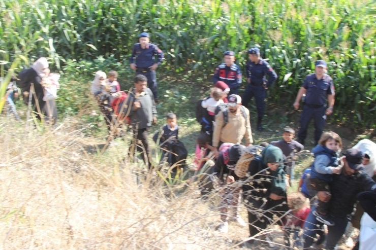 Tarlaya Mısır Ektiler, Düzensiz Göçmen Biçtiler